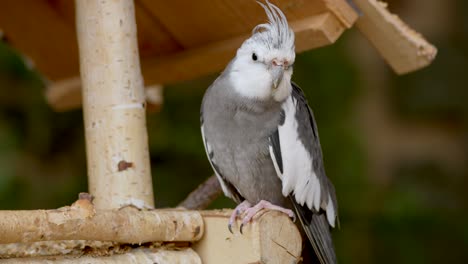 Portrait-shot-of-cockatiel-bird-perched-on-aviary