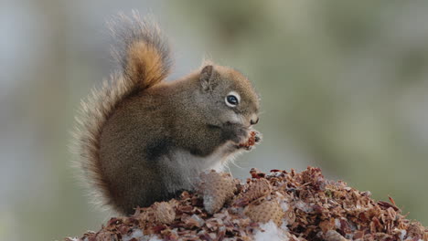 Ardilla-Roja-Americana-Comiendo-Nueces-En-Yukon,-Canadá