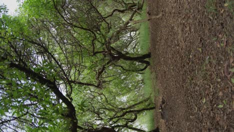 Dolly-Rotating-Shot-of-an-Mysterious-Forest-at-Daylight