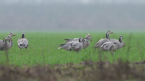 Flock-of-Bar-headed-goose-grazing-in-Wheat-fields