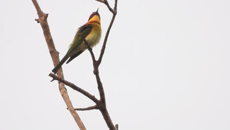 Bee---eater---eating--bee-