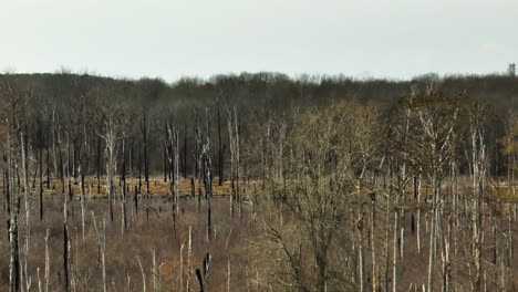 Bare-trees-in-Point-Remove-Wildlife-Area,-Blackwell,-AR,-with-a-clear-sky,-wide-shot