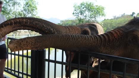 Two-Caucasian-men-happily-feed-bananas-to-a-cute,-joyful-elephant,-sharing-a-heartwarming-moment-of-connection-and-enjoyment