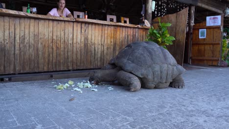 Giant-tortoise-eats-leftover-fruit-in-front-of-a-bar