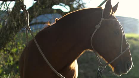 Brown-horse-with-halter-standing-in-golden-sunlight-with-trees-in-background,-close-up