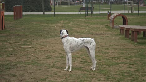 dogs-playing-and-running-in-the-dog-park