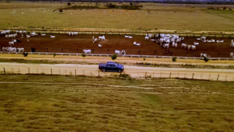 El-Agricultor-Conduce-El-Camión-A-Través-De-Pastos-De-Ganado-Asegurados-De-La-Propiedad.