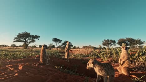 GoPro-action-cam-at-ground-level,-observe-Meerkats-as-they-stand-alert,-scanning-their-surroundings-with-keen-eyes,-Southern-Kalahari-desert