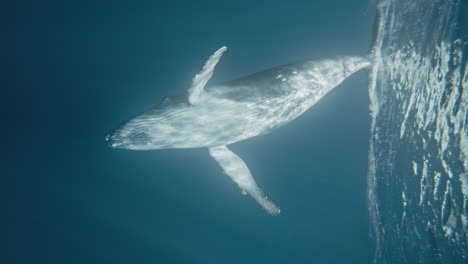 Humpback-Whale-Calf-Fluke-Diving-Under-The-Water