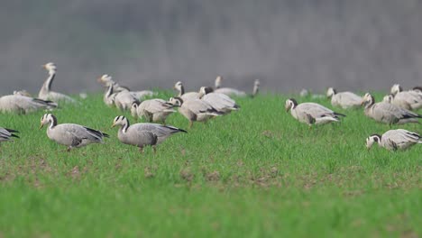 The-Game-Bird-Bar-headed-goose-grazing