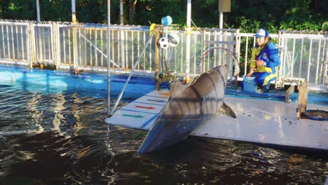 Panorámica-En-Cámara-Lenta-Sobre-Delfines-En-Un-Pequeño-Corral-De-Entrenamiento