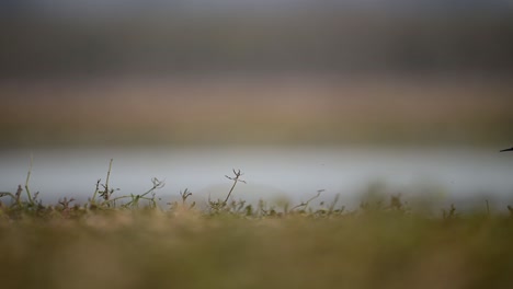 The-black-Winged-Stilt-Closeup