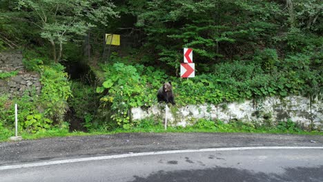 Wild-Brown-Bear-beg-along-Road-in-Transfagarasan,-Carpathians,-Romania