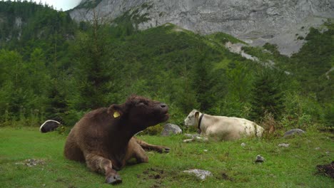 Hermosas-Vacas-Alpinas-Blancas-Y-Negras-Descansan-En-El-Bosque-De-Gosausee