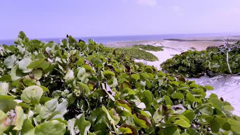 Seetrauben-Wehen-Im-Wind-Auf-Aruba