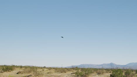 Raven-flying-in-slow-motion-towards-the-mountains-in-the-desert