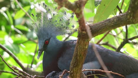 Female-Victoria-crowned-pigeon,-goura-victoria-nurturing-and-raising-her-baby-on-the-tree-nest-of-stems-and-sticks-in-its-natural-habitat,-alerted-by-the-surroundings,-close-up-shot