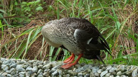 Indian-spot-billed-duck,-anas-poecilorhyncha-standing-on-the-shore,-twisting-its-neck,-rubbing-its-head-against-the-plumage,-preening-and-grooming-its-feathers-and-waggling-its-tail,-close-up-shot