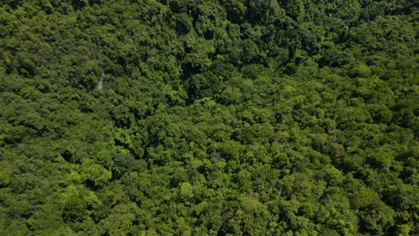 Lush-green-canopy-of-Cebu-Island's-tropical-rainforest,-sunlight-touching-treetops,-aerial-view