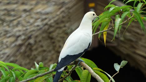 Pied-imperial-pigeon,-ducula-bicolor-with-distinctive-black-and-white-plumage,-perched-on-the-tree-branch,-curiously-wondering-around-the-surrounding-environment,-close-up-shot