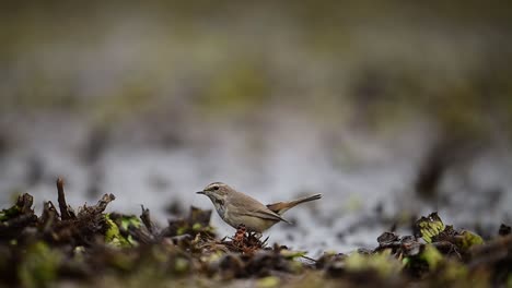 Él-Pájaro-De-Garganta-Azul-Caza-Insectos-En-La-Zona-De-Humedales-Temprano-En-La-Mañana