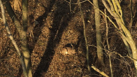 Wald-Mit-Weißwedelhirschen,-Die-Sich-Bei-Sonnenuntergang-Ausruhen