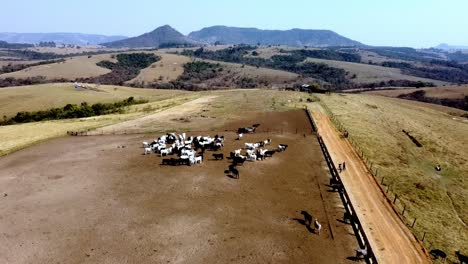 Brasilianische-Ranch,-Die-Sich-Der-Aufzucht-Und-Zucht-Von-Nelore-Rindern-Widmet