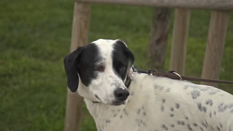 dogs-playing-and-running-in-the-dog-park