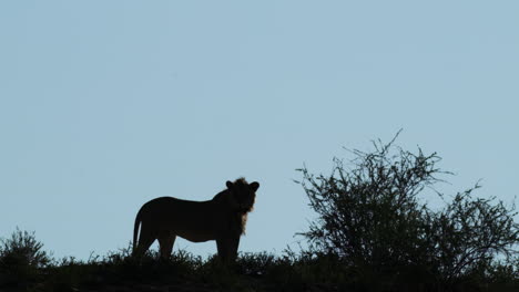 Silhouette-Of-Lion-In-African-Savanna-At-Dusk---Wide-Shot
