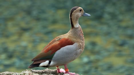 Male-ringed-teal,-callonetta-leucophrys-standing-on-waterside-against-blurred-rippling-water-background,-looking-at-distance,-close-up-shot-of-duck-species