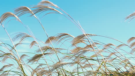 Slow-motion-of-silvergrass-against-blue-sky