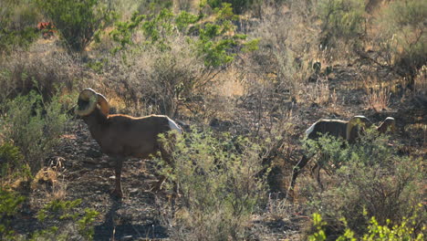 Wildlife-of-Bighorn-sheep-in-the-Valley-of-Fire-in-the-dry-season