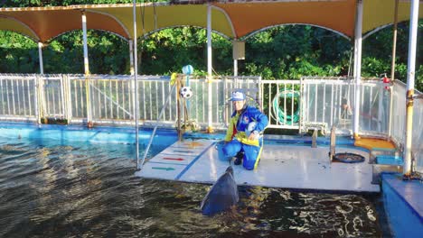 Bottlenose-Dolphin-in-tank-performs-tricks-on-island-in-Japan