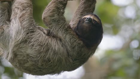 Three-toed-sloth-hanging-from-a-tree-branch-in-the-lush-Costa-Rican-Caribbean-coast