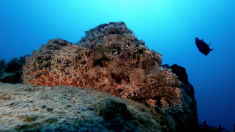 Nahaufnahme-Eines-Drachenkopfes-Auf-Einem-Felsen,-Während-Taucher-Und-Fische-Um-Ihn-Herumschwimmen