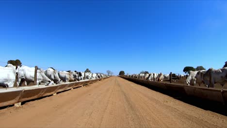 Driving-along-center-of-dirt-road-passing-confined-cattle-on-either-side