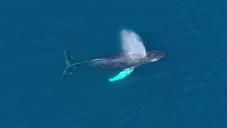 Top-drone-view-of-humpback-whale-spouting-in-clear-blue-ocean-water,-slomo