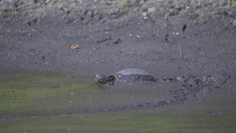 Rotwangen-Schmuckschildkröte-Stapft-Durch-Tiefen-Schlamm-Im-Feuchtgebiet