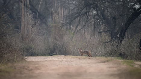 The-golden-jackal-or-common-jackal-in-forest