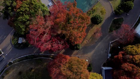 Vibrant-autumn-trees-in-a-park,-casting-shadows-on-winding-paths,-aerial-view