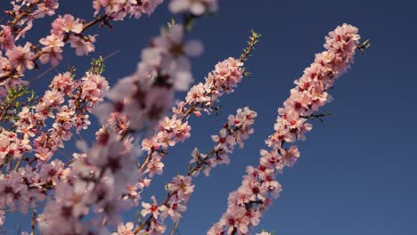 Girando-Sobre-Ramas-De-Almendros-Rosados-Con-Flores-Y-Fondo-De-Cielo