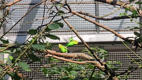 Budgies-mate-in-Dortmund-Zoo