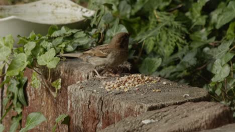 A-daytime,-wide-shot-of-a-sparrow-eating-seed-from-the-top-of-a-wooden-post,-before-flying-off