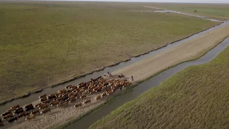 Cowboys-herding-cattle-across-vast-grassland,-with-a-winding-river,-aerial-view