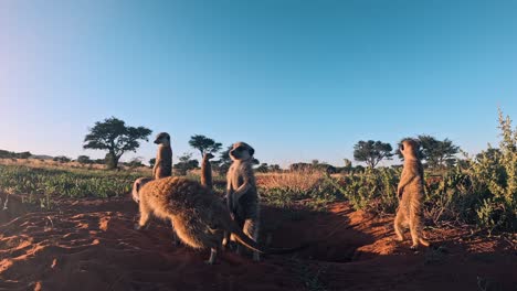 Nahaufnahme-Von-Erdmännchen,-Die-Sich-In-Ihrer-Umgebung-In-Afrika-Umsehen