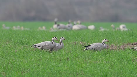 Die-Herde-Der-Streifengänse-In-Weizenfeldern