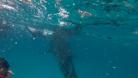 Diver-interacts-with-a-large-whale-shark-in-the-clear-blue-waters-of-the-Philippines