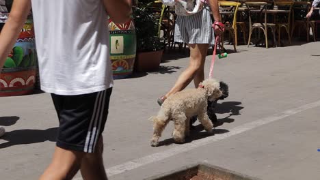 Toma-En-Cámara-Lenta-De-Pasear-A-Un-Perro-Pequeño-Y-A-Turistas-En-Las-Calles-De-Palermo-Italia