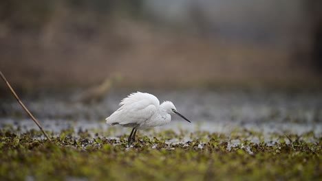 Little-Egret-Fishing-in-Wetland