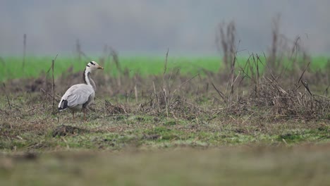 Closeup-of-bar-headed-goose-in-morning